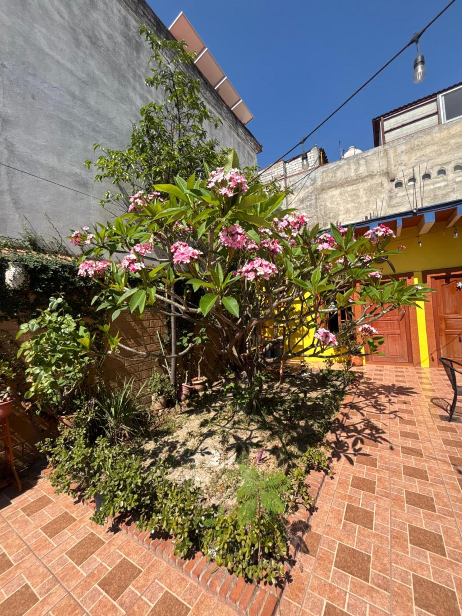 Hotel Posada "Mi Rosita" Oaxaca Exterior photo
